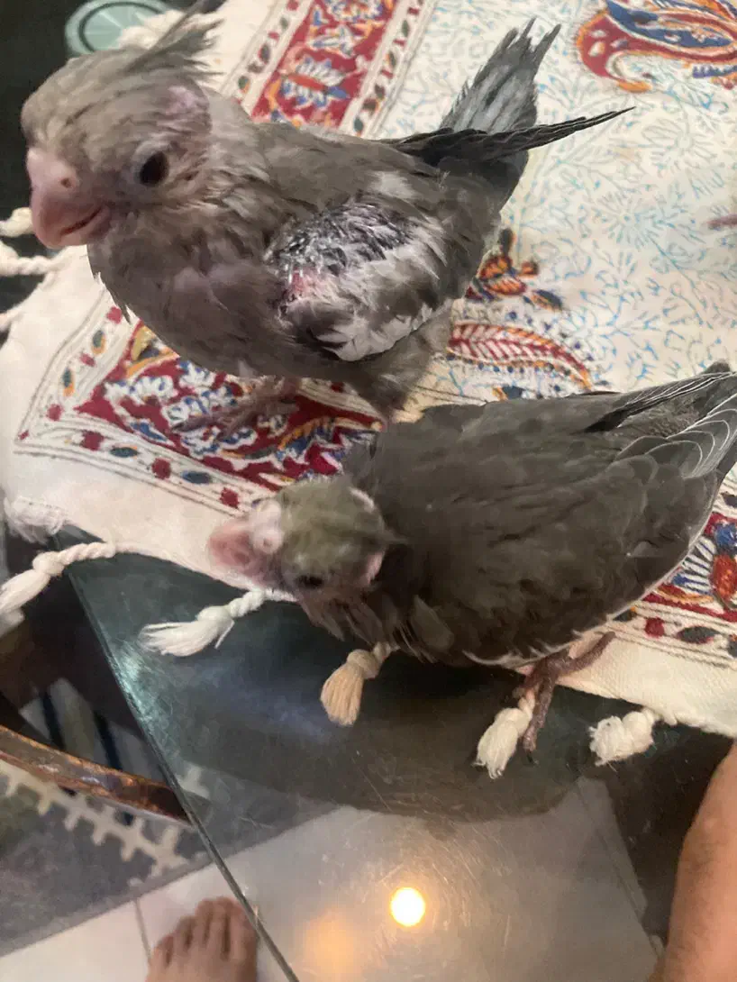 تعدادی جوجه عروس هلندی (گیرینچیک-ملنگو-راهب|پرنده|رشت, یخسازی|دیوار