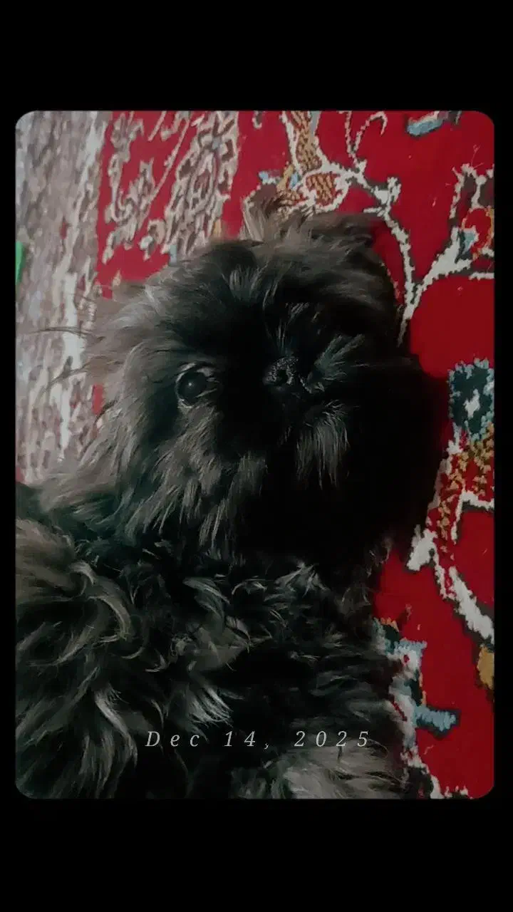 سگ شیتزو فلت ماده|سگ|مشهد, امام خمینی|دیوار