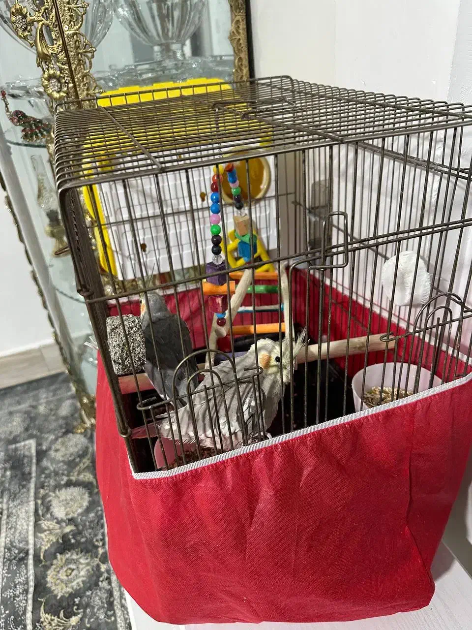 قفس عروس هلندی|لوازم جانبی حیوانات|نسیم‌شهر, |دیوار