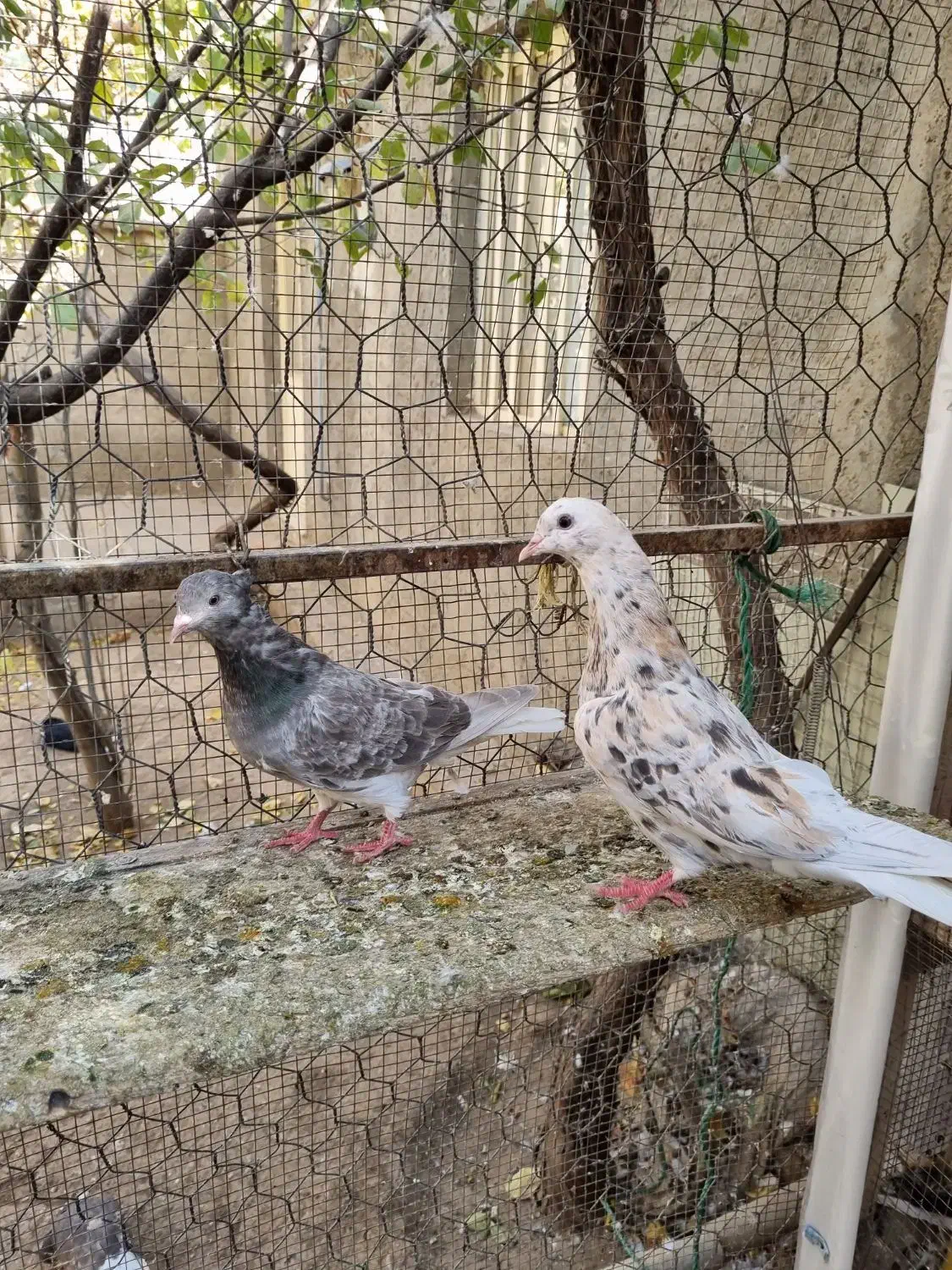 کبوتردم سفید|پرنده|تاکستان, |دیوار