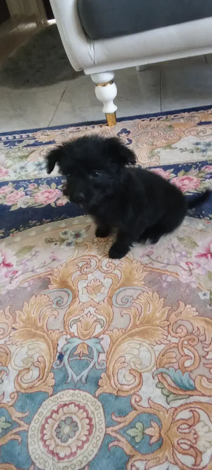 سگ پاکوتاه|سگ|ماهدشت, |دیوار