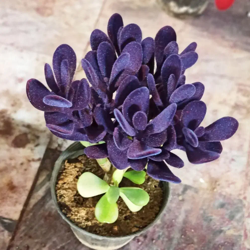 نمایندگی و تولید انحصاری(بی رقیب در کشور)|استخدام بازاریابی و فروش|تهران, هلال احمر|دیوار