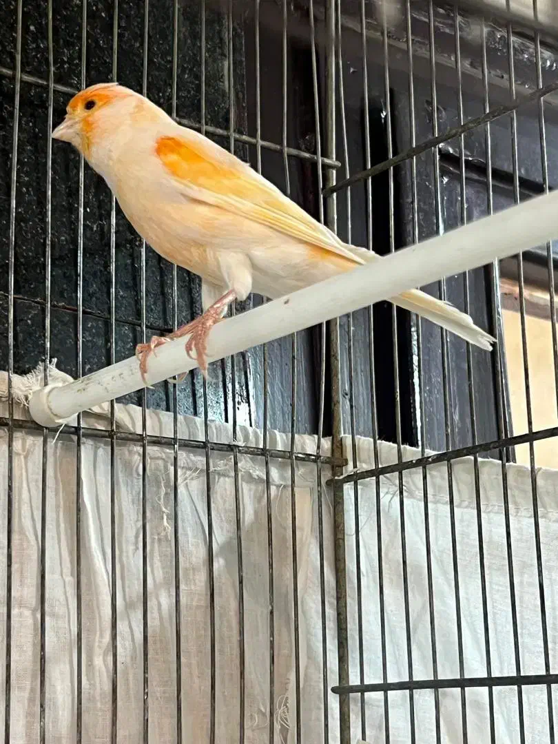 قناری|پرنده|شهر ری, صالح‌آباد شرقی|دیوار