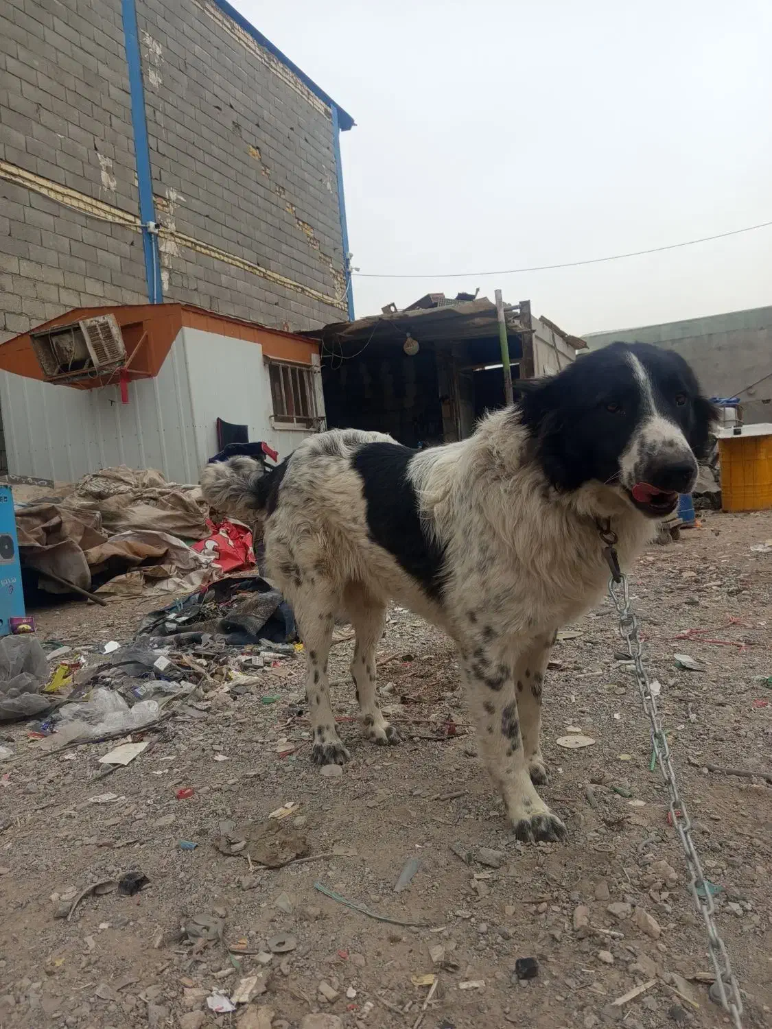 سگ قدرجونی چمبر|سگ|ابریشم, |دیوار