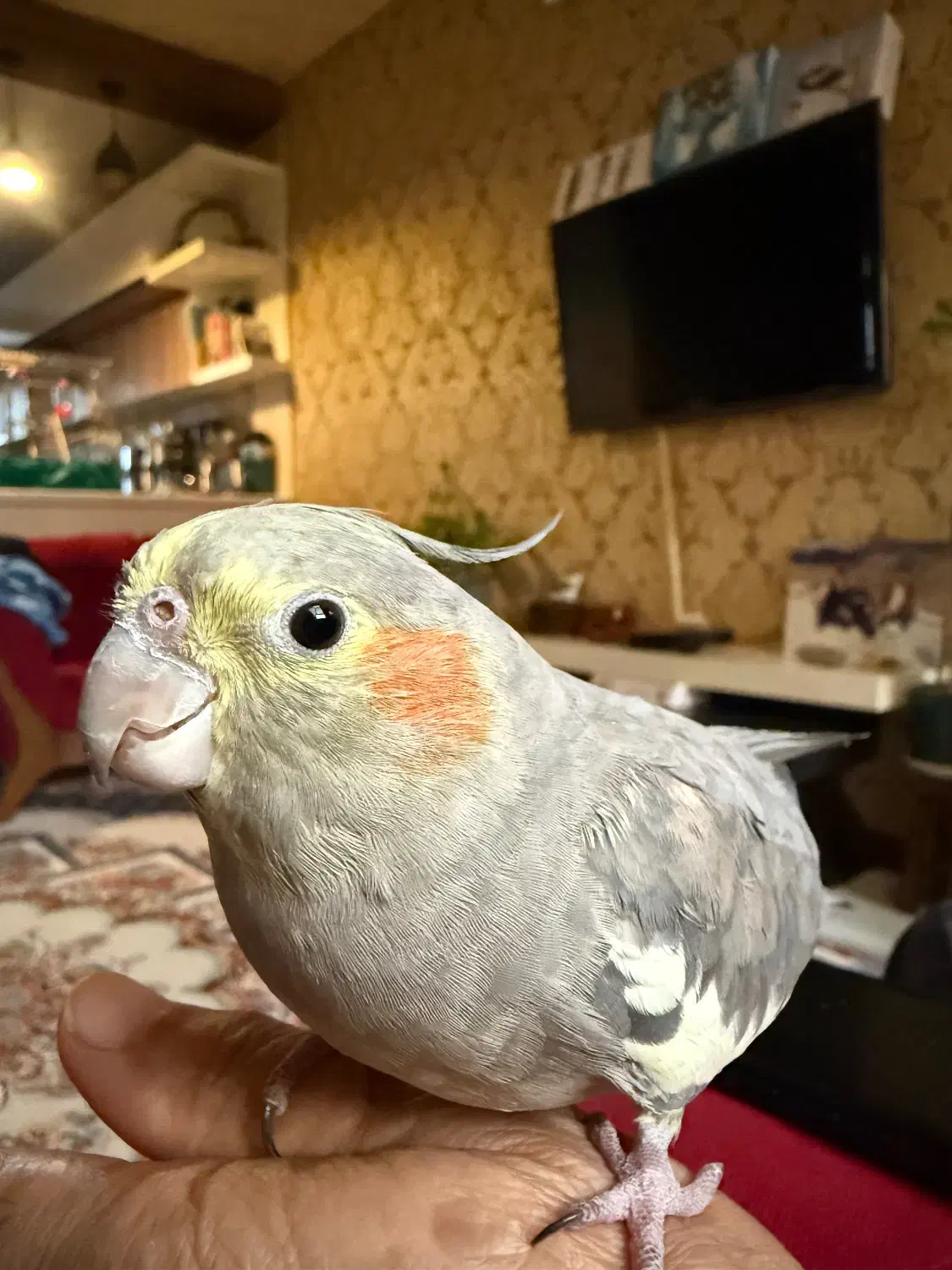 عروس هلندی گمشده|حیوانات|یزد, |دیوار