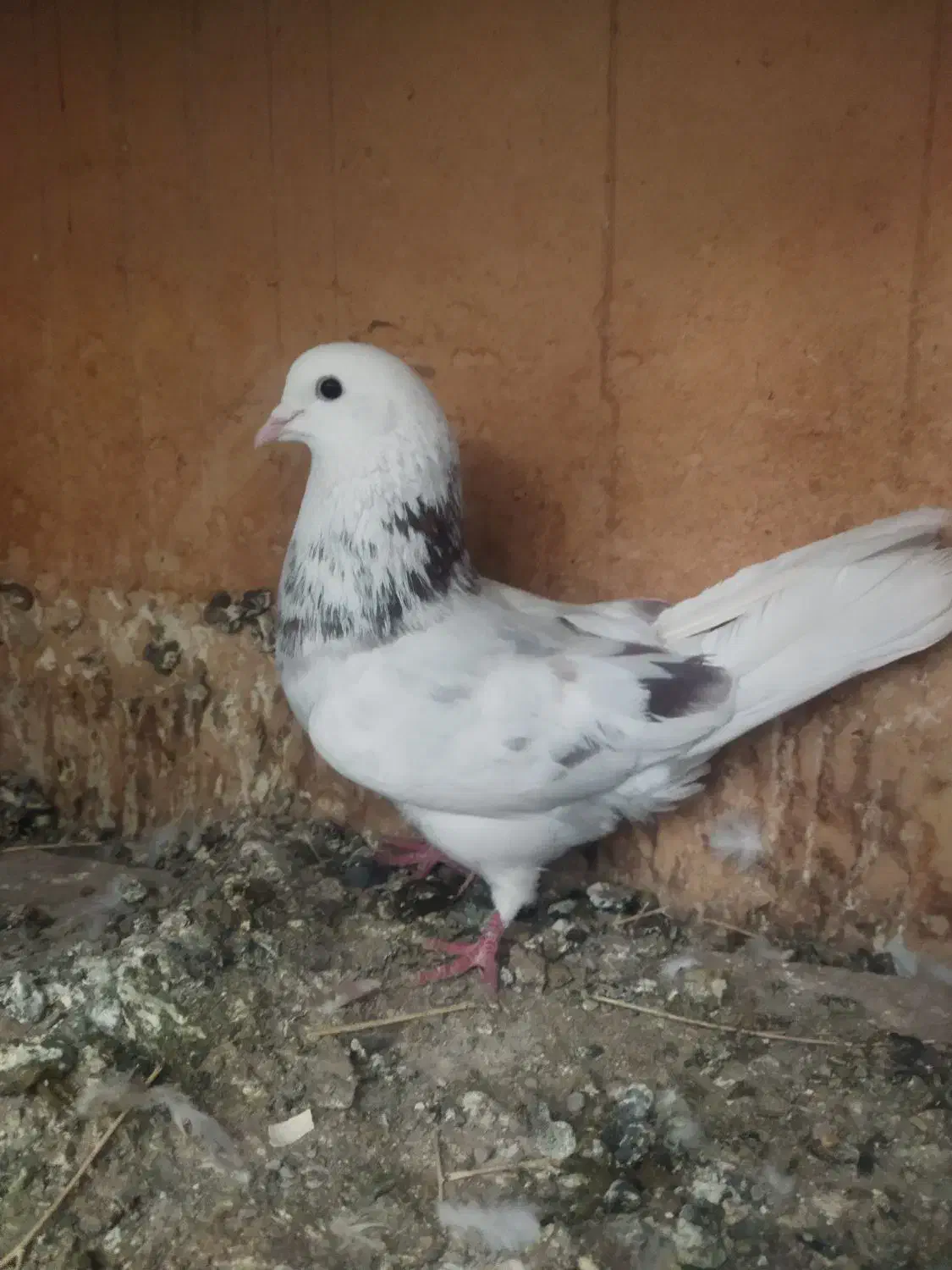 کفتر تن کردنی مایه کفتر|پرنده|پاکدشت, حصار امیر|دیوار