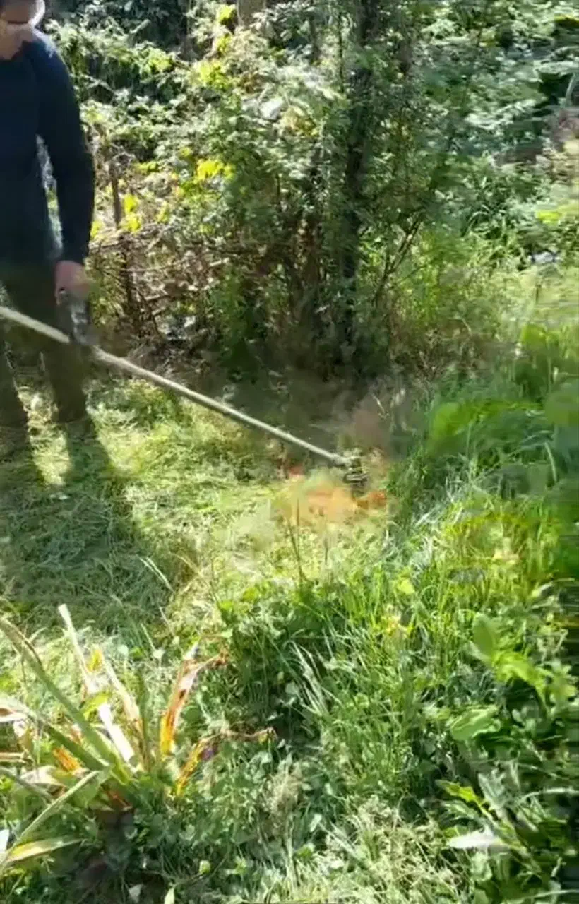 خدمات باغ|خدمات باغبانی و درختکاری|ساری, |دیوار