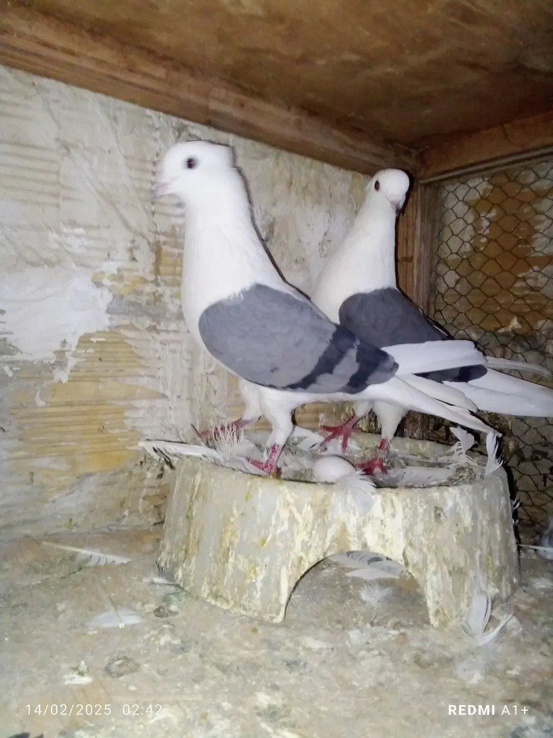 همه مهذ و سلامت|پرنده|فردیس, شهرک صنعتی سیمین دشت|دیوار