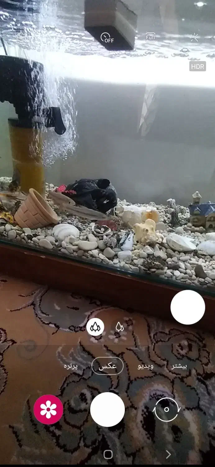 اکواریوم|ماهی|قیدار, |دیوار