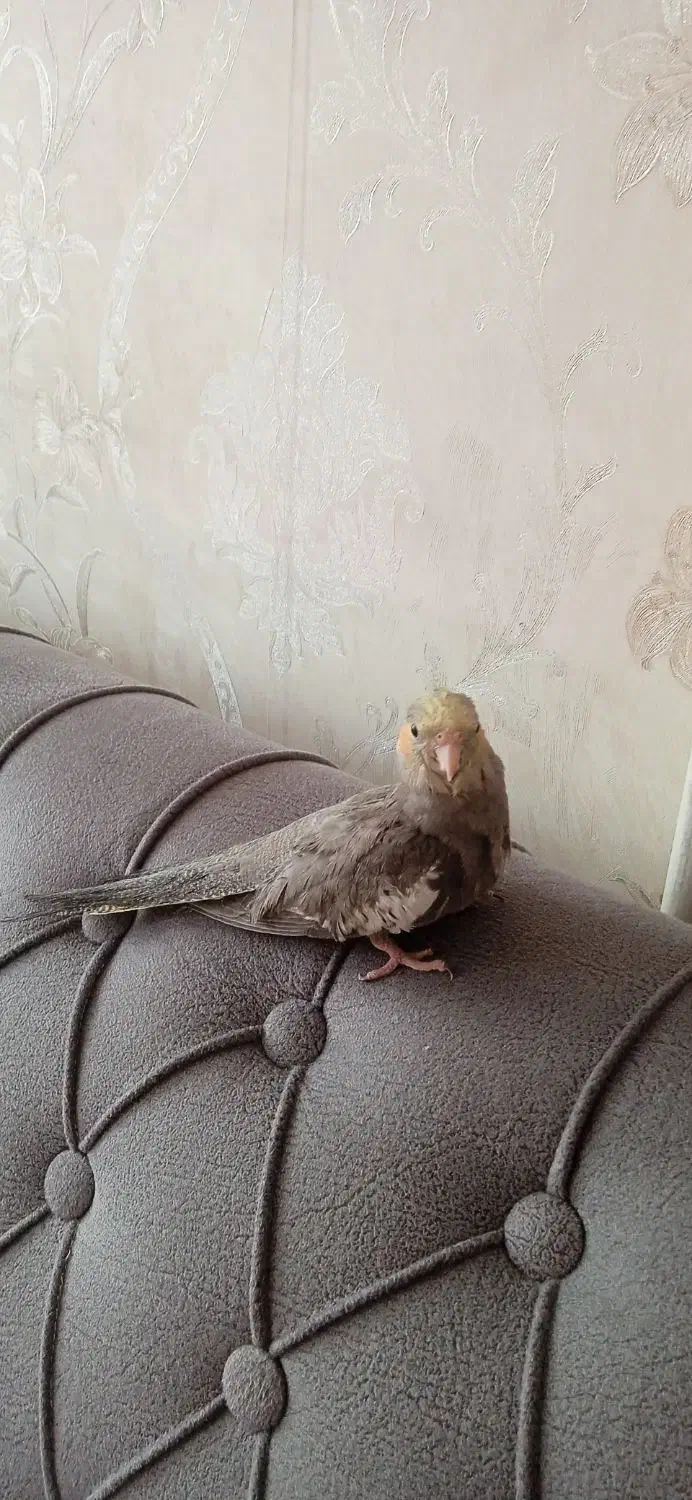 عروس هلندی|پرنده|فردیس, نسترن غربی|دیوار