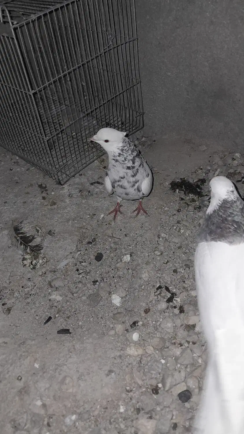 کبوتر طوقی  معاوضه میکنم|پرنده|لنده, |دیوار