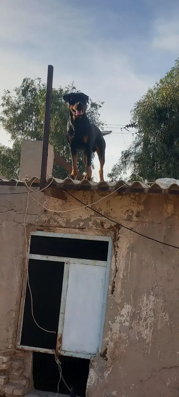 سگ روت|سگ|آبادان, |دیوار