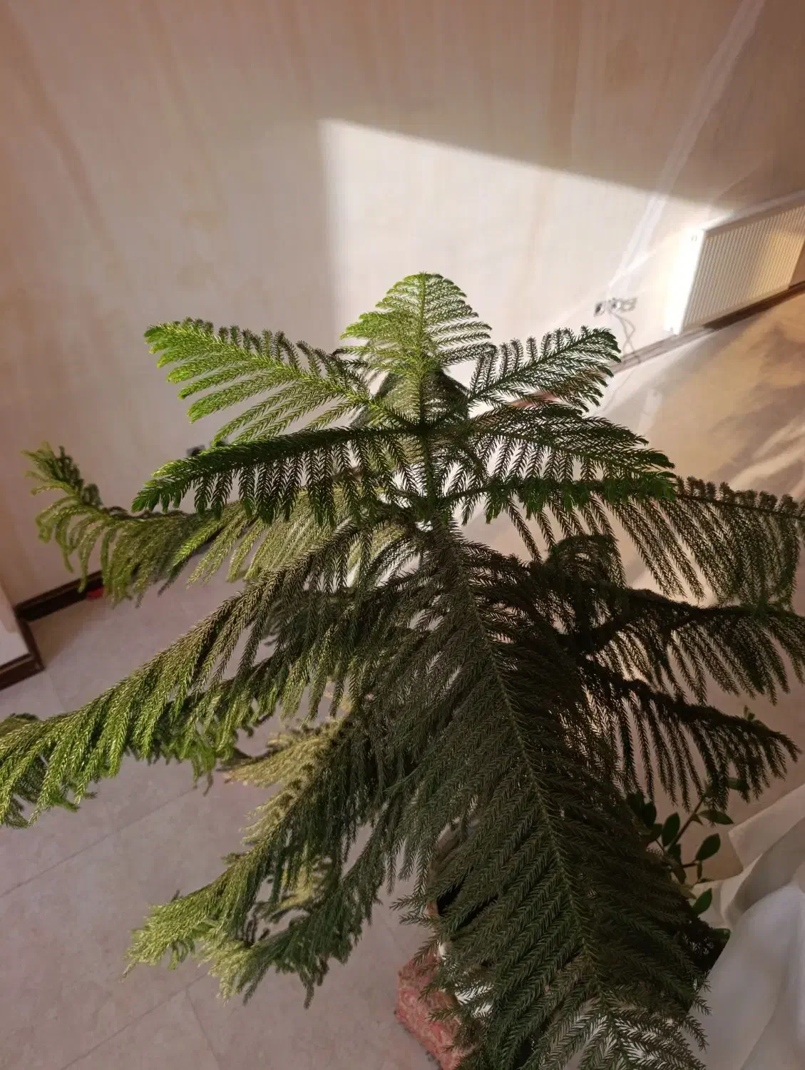 گیاه آپارتمانی|گل و گیاه طبیعی|رباط‌کریم, رباط‌کریم|دیوار