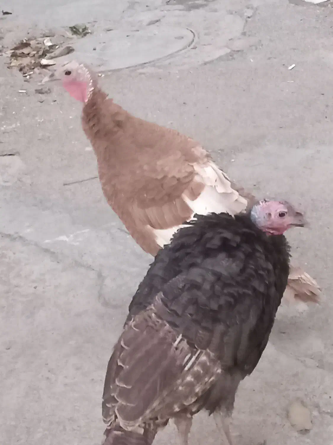 2عددبوقلمو قیمت 3/000/000تومان است|حیوانات مزرعه|کرمانشاه, |دیوار