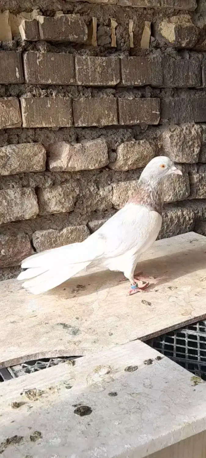 پتی واله پاکستانی خون پاک (جفت)|پرنده|اصفهان, دنارت|دیوار