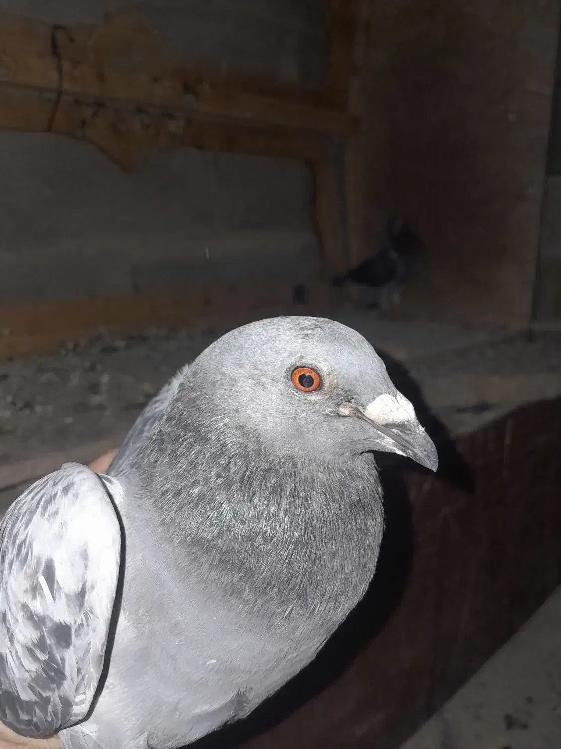 هشت جفت کبوتر پلاکی تخم گذارسالم|پرنده|ایذه, |دیوار