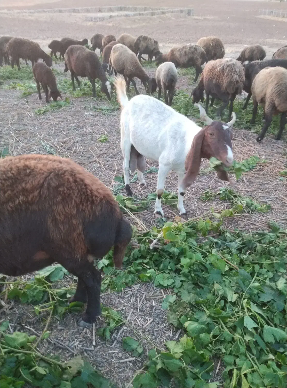 بز ماده|حیوانات مزرعه|ابهر, |دیوار