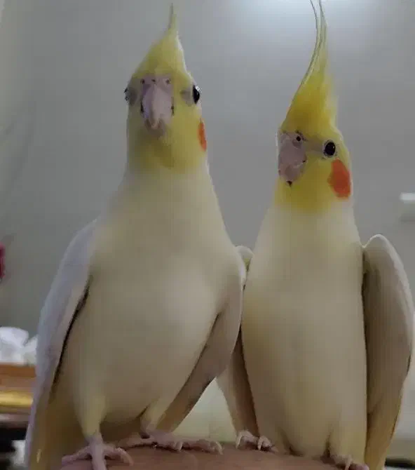 جوجه طوطی عروس هلندی|پرنده|فرخشهر, |دیوار