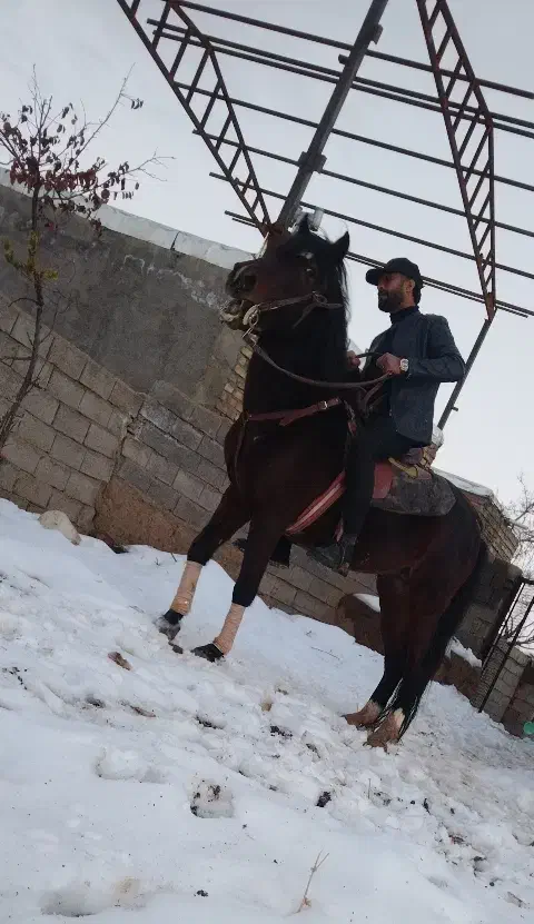 فروش فوری اسب یورقه|اسب و تجهیزات اسبسواری|تربت جام, حافظ|دیوار