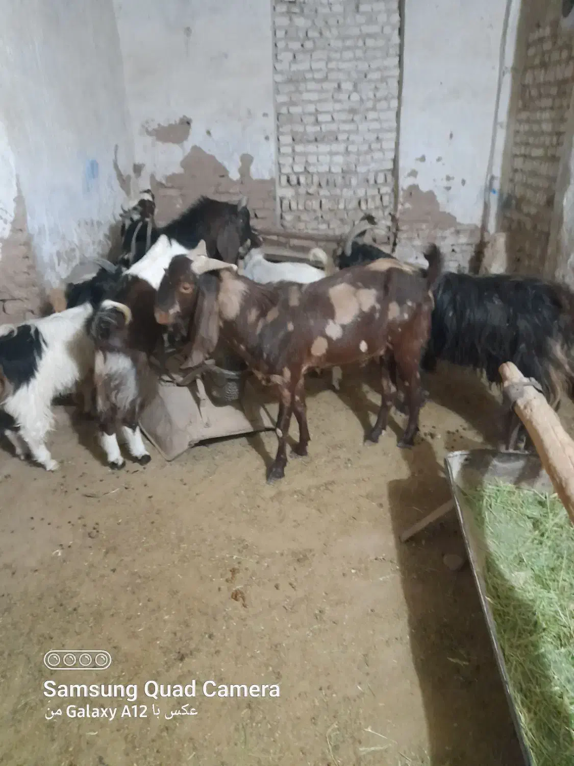 نربزتخمی خارجی اصیل|حیوانات مزرعه|گرمسار, |دیوار