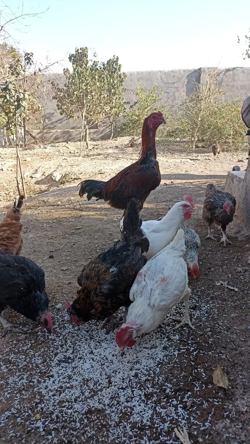 مرغ|حیوانات مزرعه|باخزر, |دیوار