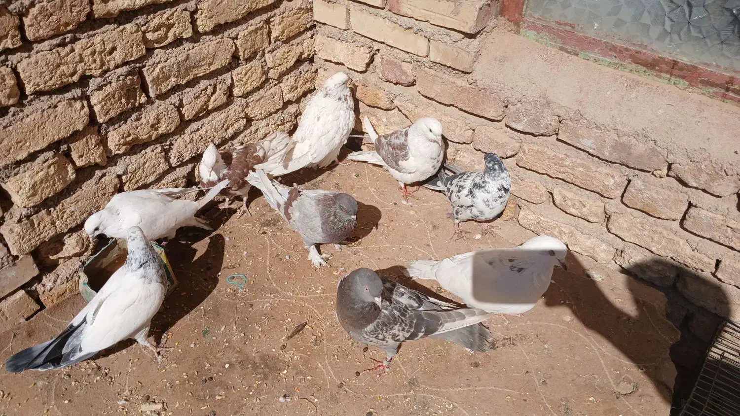 کبوتر|پرنده|بروجن, |دیوار