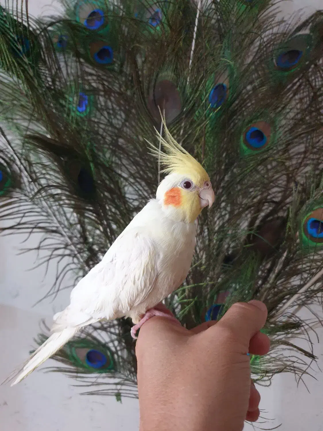 عروس هلندی دستی همراه با قفس بزرگ ۶۰ در ۸۰|پرنده|مشهد, آزادشهر|دیوار