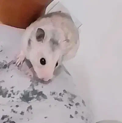 حیوانات همستر|موش و خرگوش|مشهد, حضرت حجت|دیوار