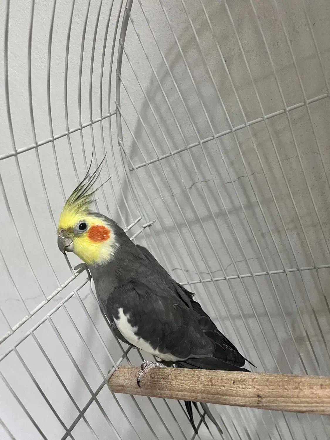 فروش عروس هلندی|پرنده|لاهیجان, قیام|دیوار