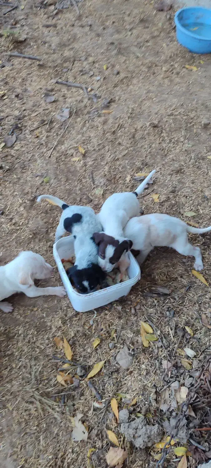 سگ قیمت سه ملیون|سگ|مینودشت, |دیوار