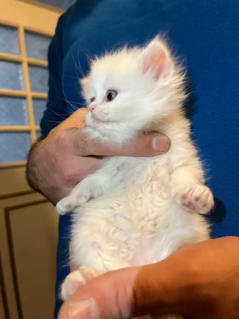 گربه بریتیش|گربه|ارومیه, |دیوار