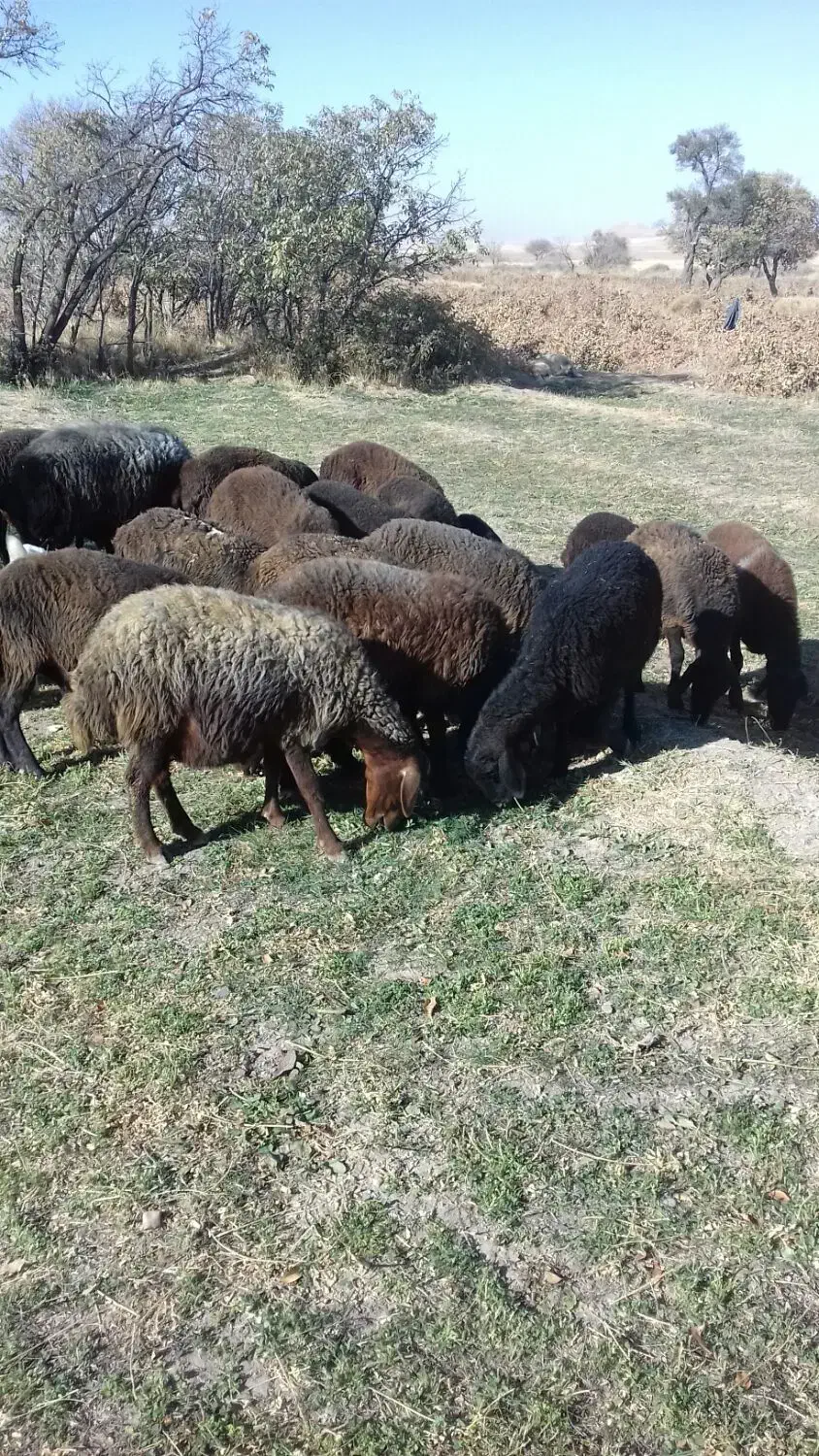 15 عدد برنره افشار و چند بز نر اسرائیلی و گ ماد|حیوانات مزرعه|قیدار, |دیوار