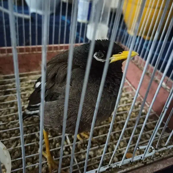 پرنده|پرنده|اسفراین, |دیوار