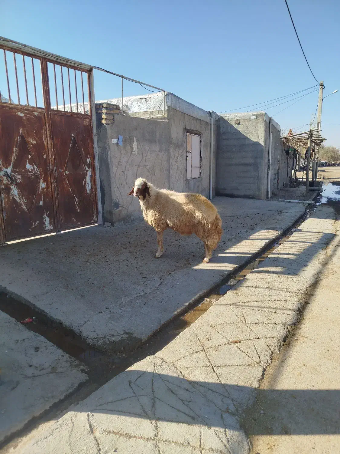 شک ورن ،قوچ سنجابی اصیل، گوسفند|حیوانات مزرعه|کوزران, |دیوار