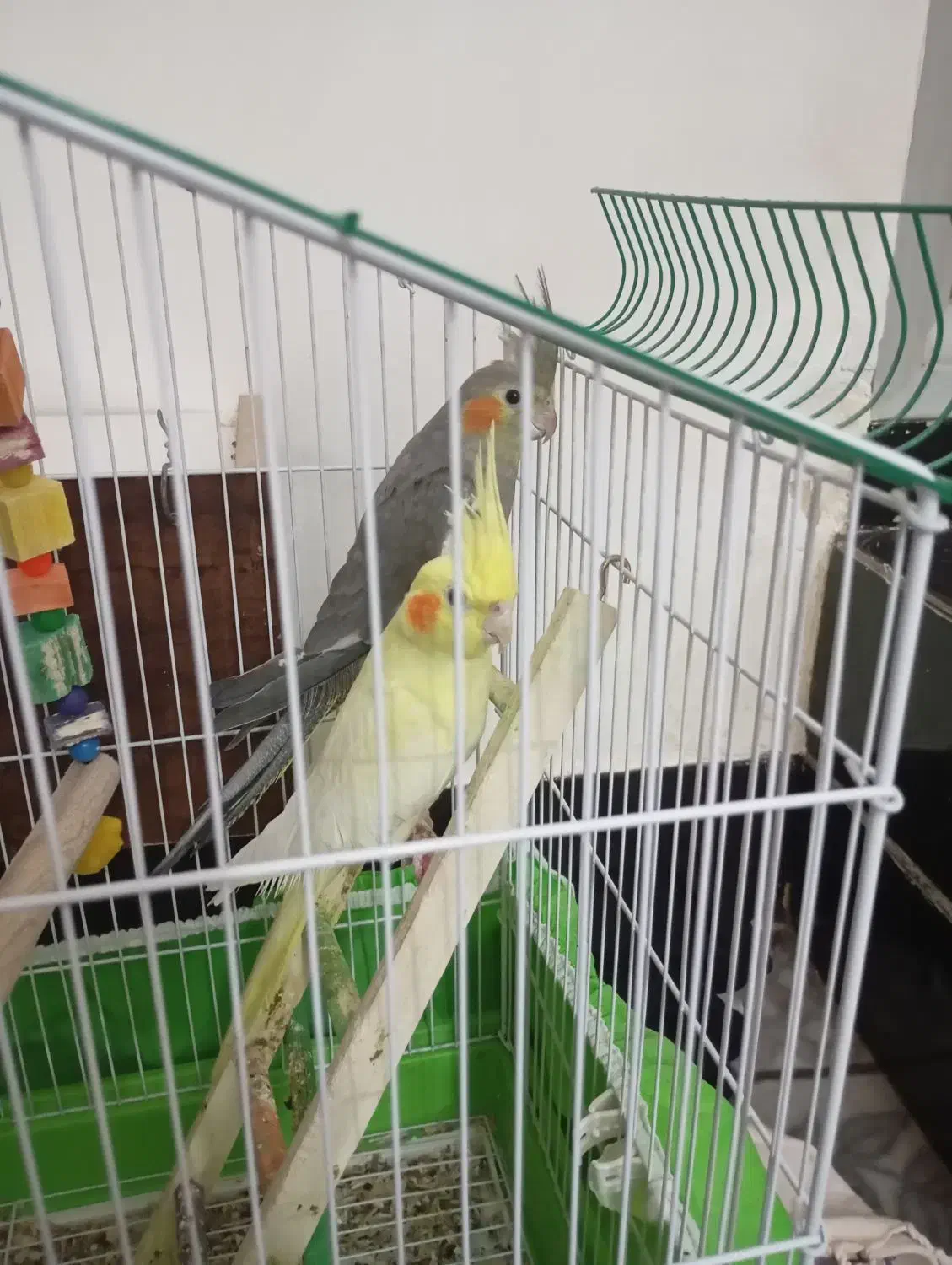 عروس هلندی نروماده وسرحال|پرنده|هندیجان, |دیوار