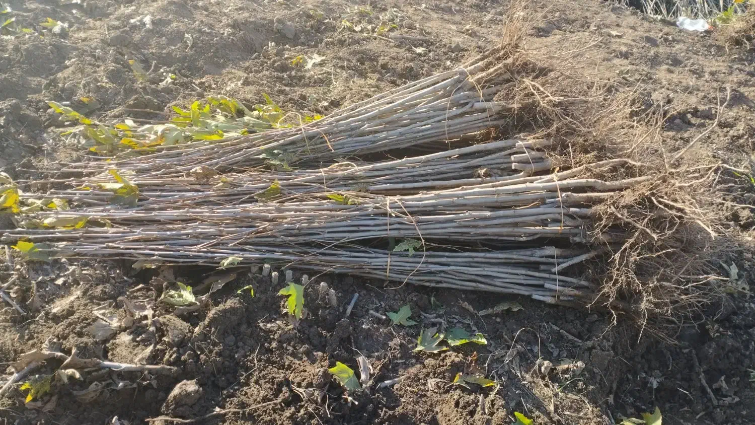 چنار|خدمات باغبانی و درختکاری|پاکدشت, پاکدشت (مامازند)|دیوار