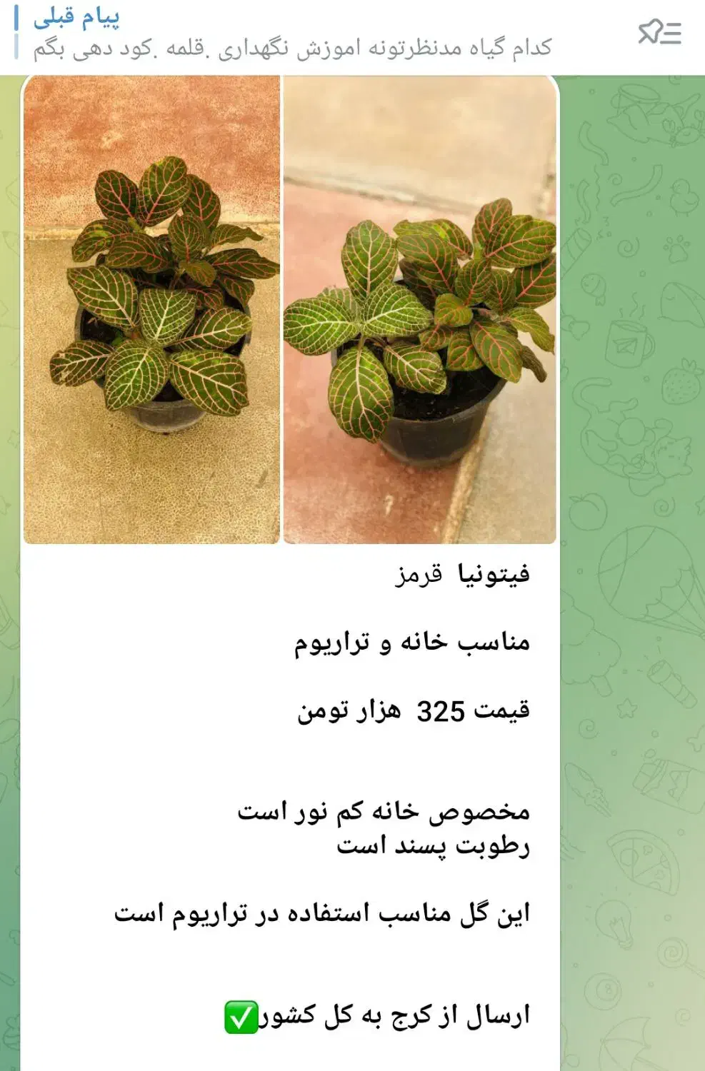 فیتونیا برگ ریز|گل و گیاه طبیعی|قدس, شهرقدس|دیوار