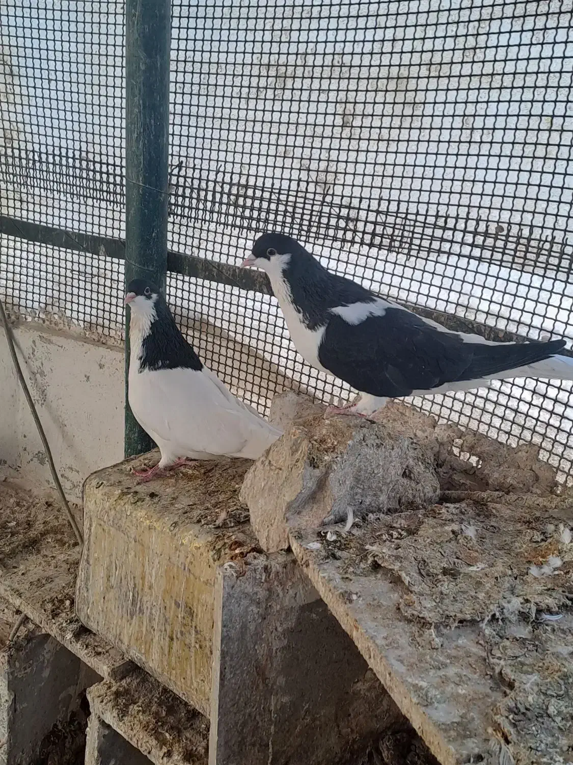 کبوتر|پرنده|تهران, شهر زیبا|دیوار