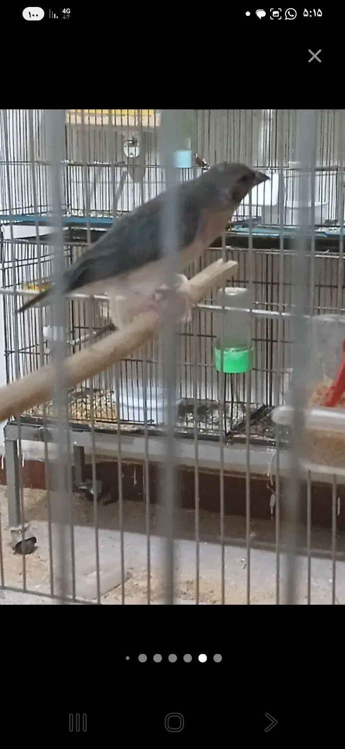 فنچ گلدین|پرنده|کرج, کیانمهر|دیوار