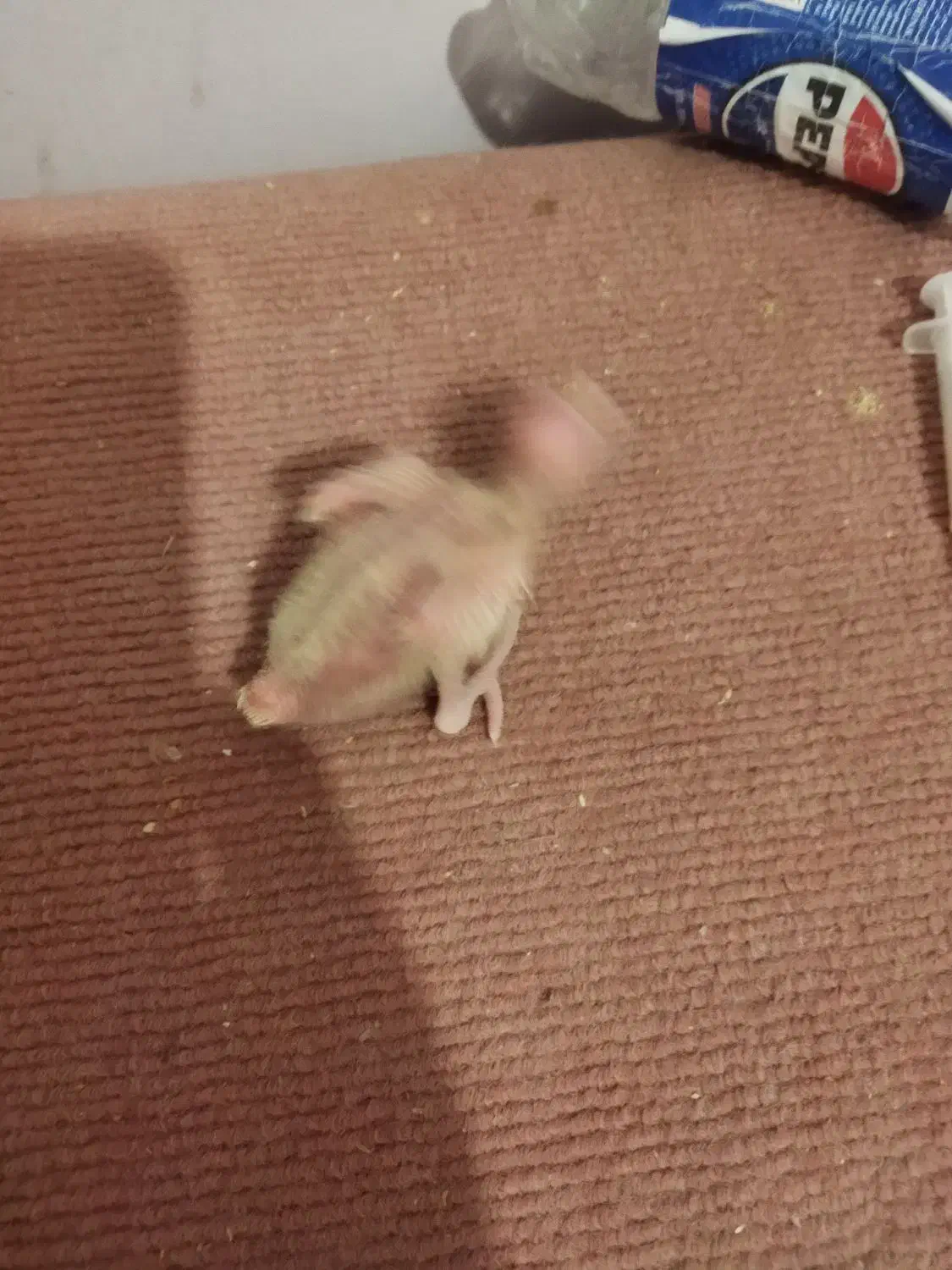 جوجه عروس هلندی سرلاکی|پرنده|گلمکان, |دیوار