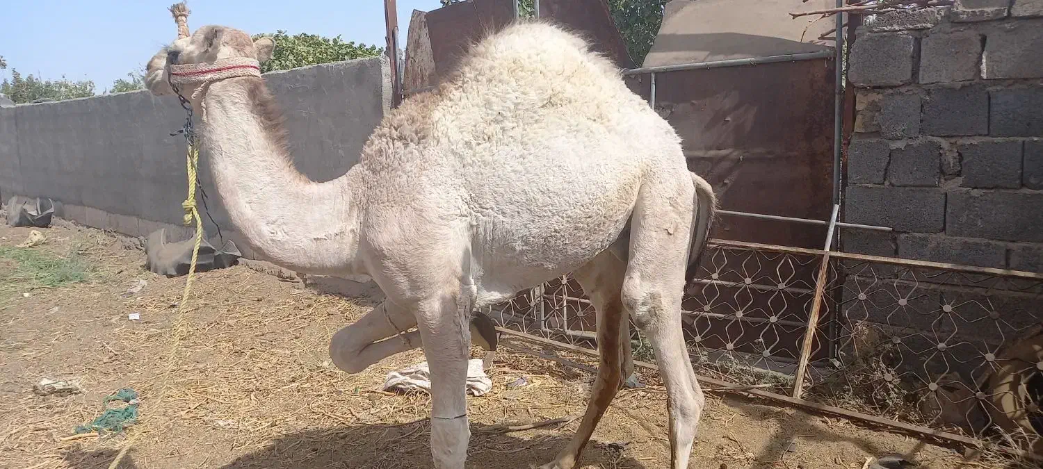 بچه شتر|حیوانات مزرعه|قم, باجک دو|دیوار