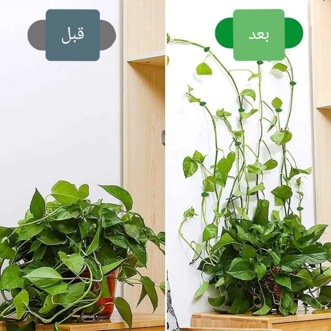 قرص کود اورگانیک|گل و گیاه طبیعی|تهران, تهرانسر مرکزی|دیوار