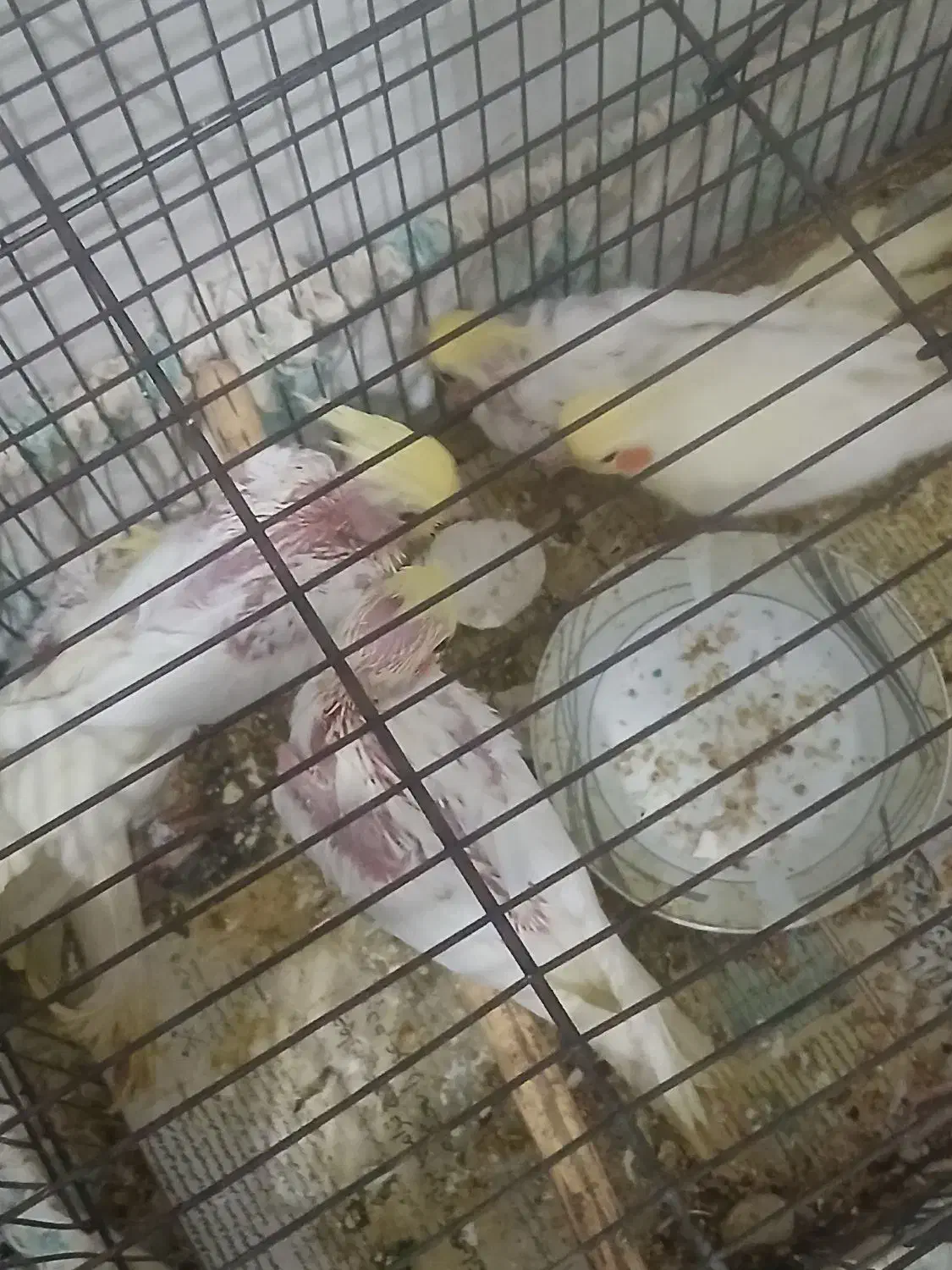 طوطی عروس|پرنده|رشت, حمیدیان|دیوار