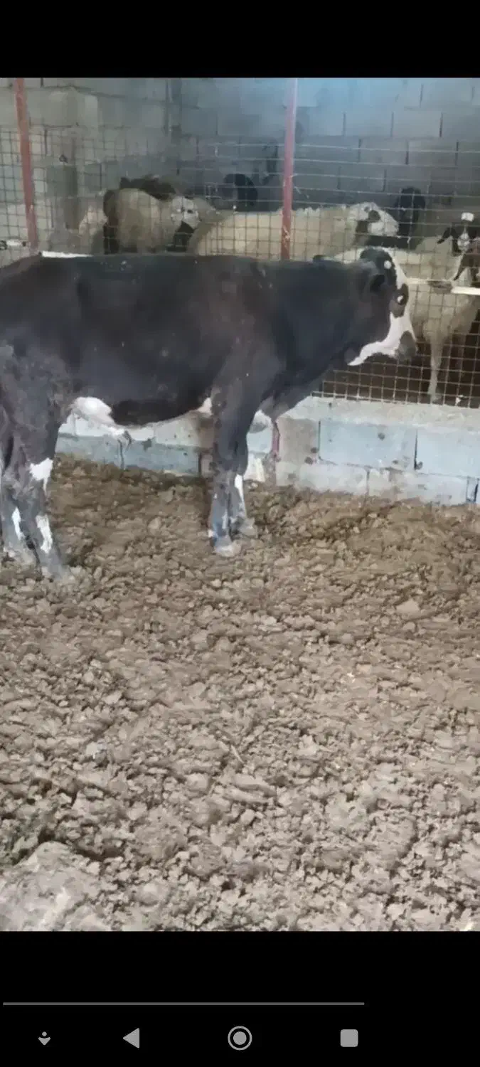 گاوسوئسی نر|حیوانات مزرعه|جوانرود, |دیوار