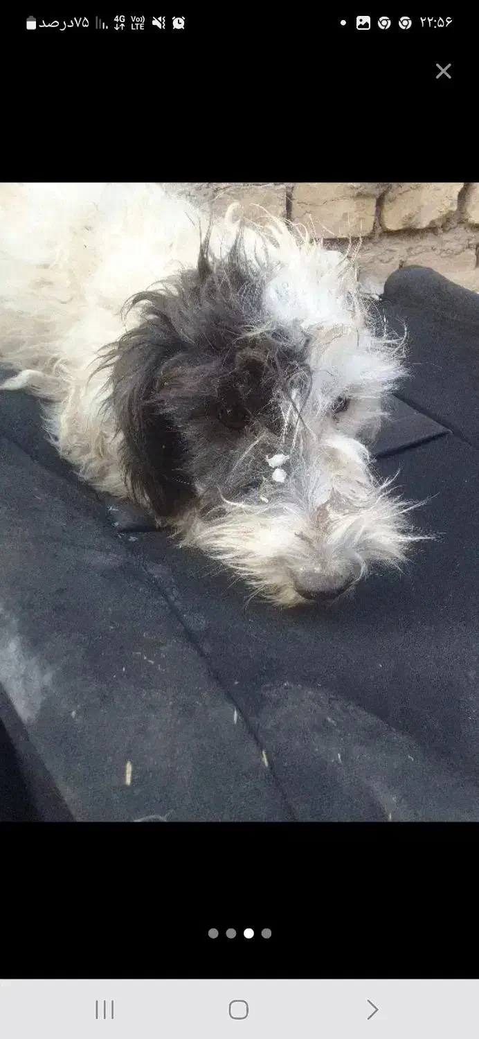 سگ رایگان|سگ|کاشان, مزرعه نو|دیوار