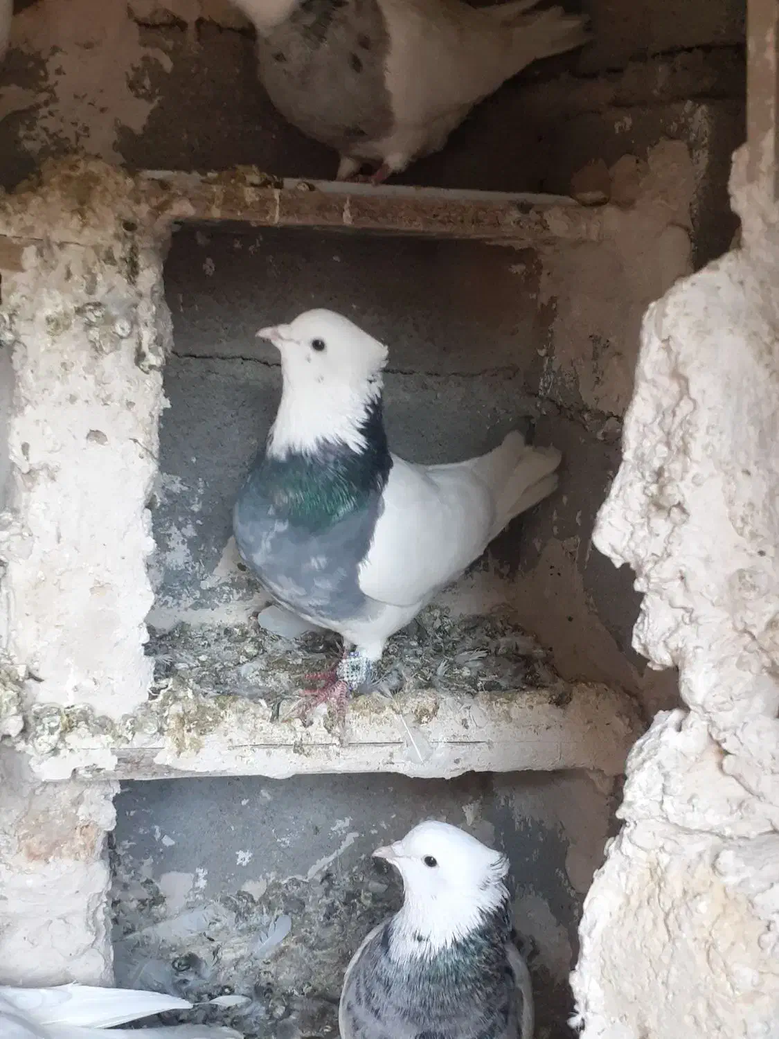 فروش کفتر طوقی|پرنده|بیلوار, |دیوار