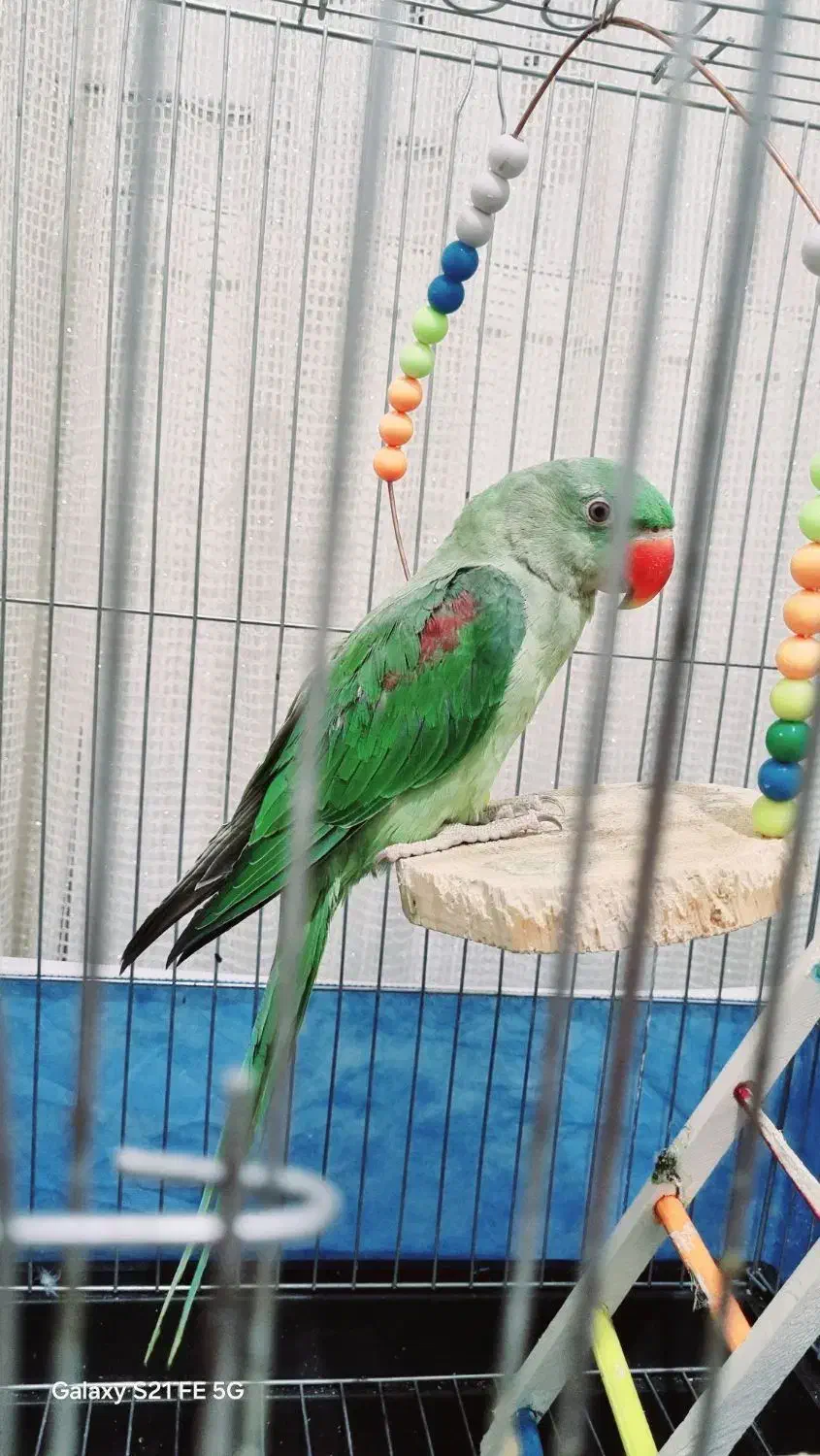 شاه طوطی ۵ ماهه|پرنده|محمدیه-قزوین, |دیوار