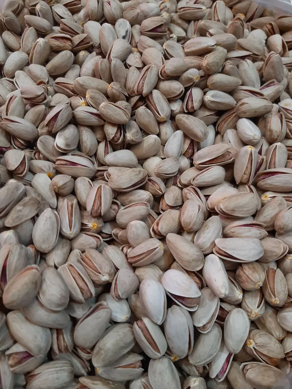 پسته سروستان|خوردنی و آشامیدنی|شیراز, شهرک آرین|دیوار