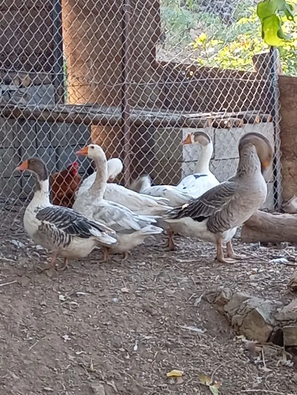 غاز محلی  یکی قوغاز|حیوانات مزرعه|نمشیر, |دیوار