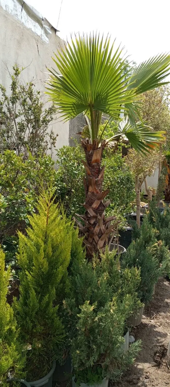 گلخانه دهکده سبز . انواع گل و گیاه بهترین کیفیت|خدمات باغبانی و درختکاری|تهران, محمودیه|دیوار